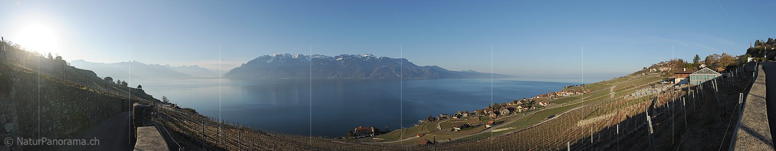 P009283: Panoramabild Rebberge am Genfersee