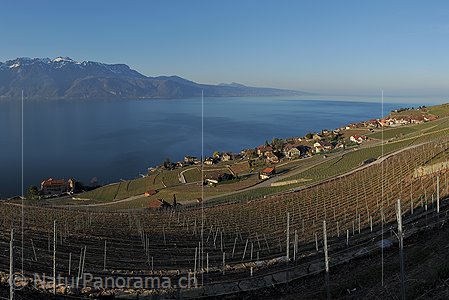 P009284a: Grossfoto Rebberge am Genfersee