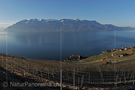 P009284b: Grossbild Rebberge am Genfersee