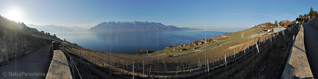 P009284c: Panoramafoto Morgen über den Rebberg der Lavaux (Genfersee)