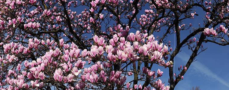 P009297: Panoramabild Blühende Magnolien