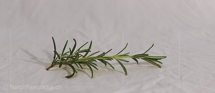 P009365: Panoramabild Rosmarin (Gewürz)