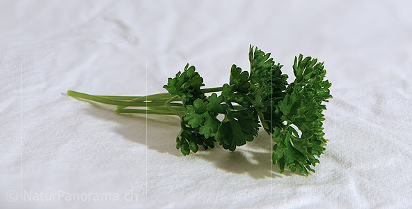 P009367: Panoramabild Petersilie (Gewürz)