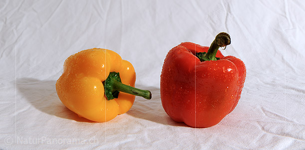 P009370: Panorama Peperoni (Gemüse)