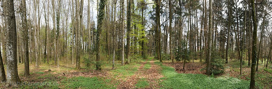 P009373: Panoramabild Frühlingswald