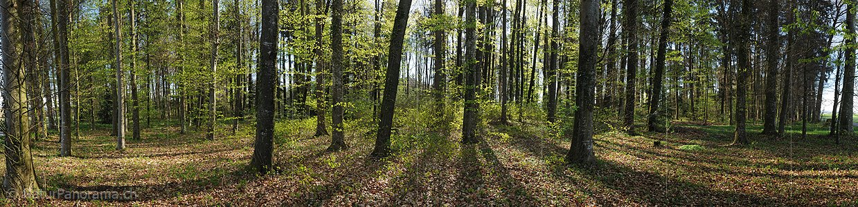 P009482: Panoramabild Frühlingswald mit frischem Buchenlaub