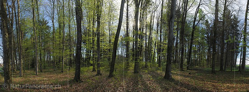 P009483: Panorama Frühlingswald mit frischem Buchenlaub