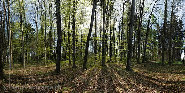 P009484: Hochauflösendes Foto Frühlingswald mit frischem Buchenlaub