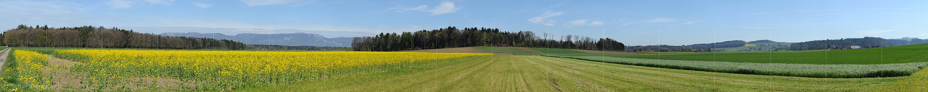 P009487a: Panoramabild Blühendes Rapsfeld im Flachland