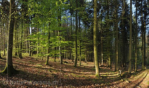 P009492: Hochauflösendes Bild Frisches Buchenlaub