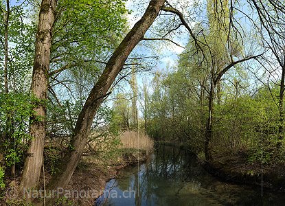 P009526: Grossbild einer Auenlandschaft