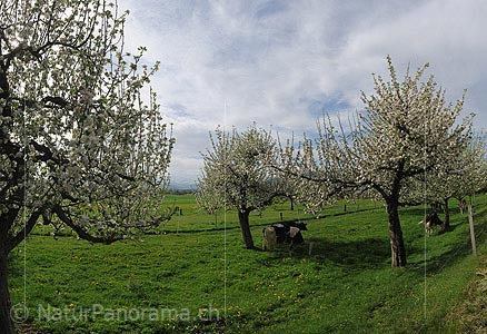 P009528: High-resolution photo Blooming apple trees in the orchard