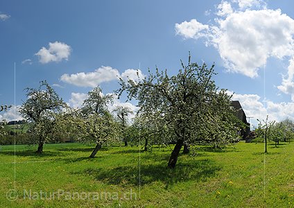 P009612: Panoramabild Blühende Apfelbäume