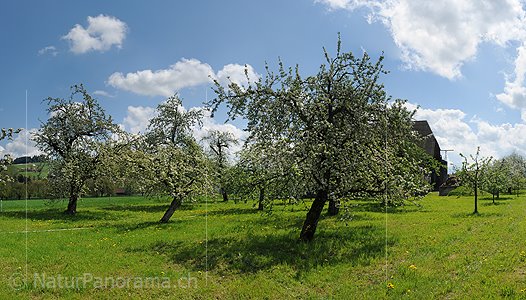 P009612a: Panoramabild Blühende Apfelbäume