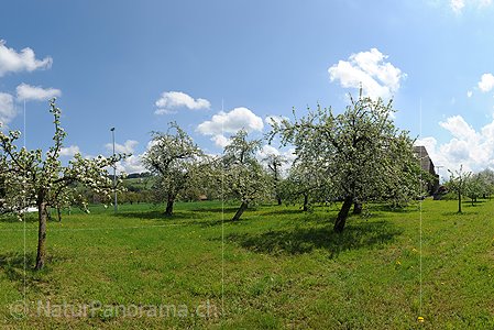 P009613: Panoramabild Blühende Apfelbäume