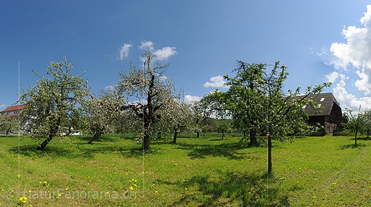 P009615: Hochauflösendes Bild von blühende Obstbäumen