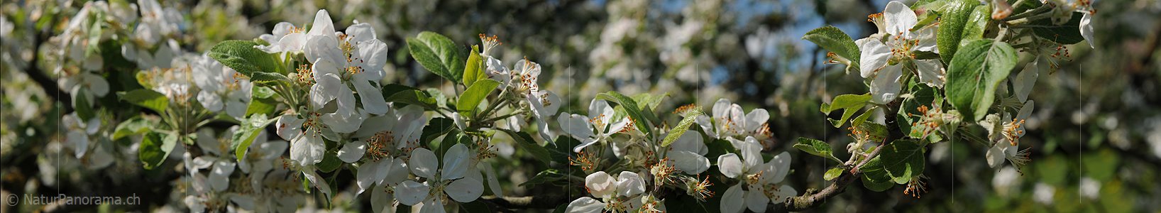 P009620: Panoramafoto von Apfelblüten