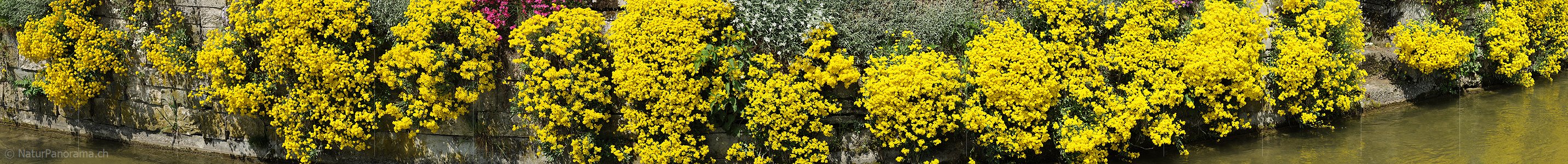 P009622: Panoramabild Blühende Blumen an Steinmauer