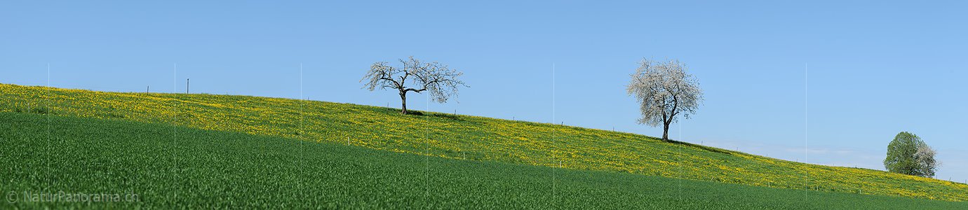 P009635: Panoramabild Blühende Kirschbäume in blühender Löwenzahnwiese