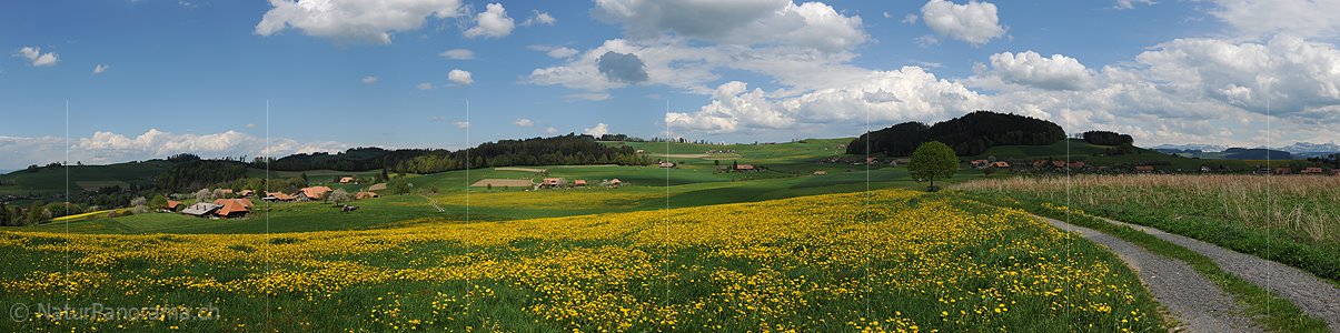 P009646: Panoramabild Blühende Löwenzahnwiese