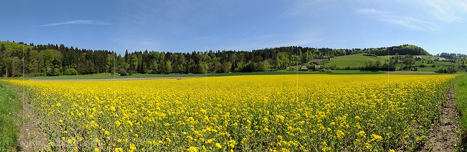 P009652: Panorama Blühendes Rapsfeld