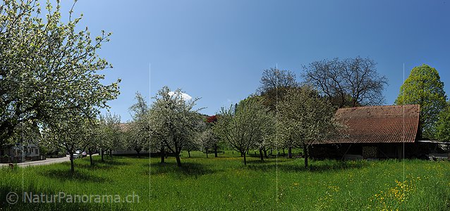 P009654: Hochauflösendes Foto von blühenden Obstbäumen