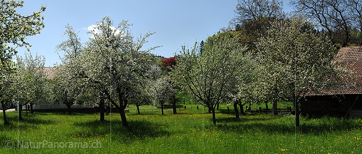 P009656a: Panoramabild Blühende Bäume in Obstgarten