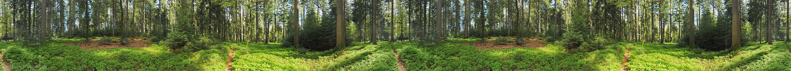 P009675b: 360° Panorama Mischwald im Frühling