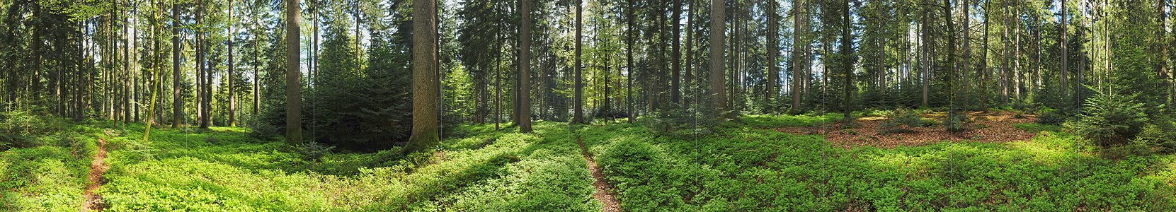 P009675c: 360° Panoramabild Mischwald im Frühling