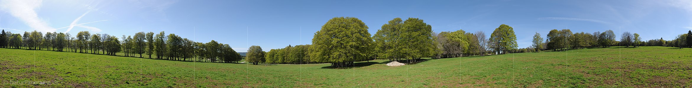 P009781: Panoramabild Buchen mit frischem Laub auf Juraweide
