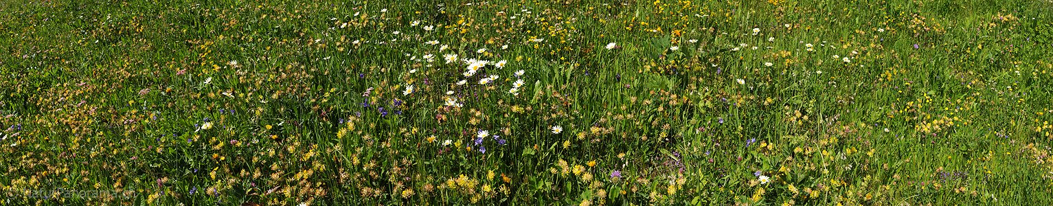 P009931: Panoramabild Blühende Bergwiese