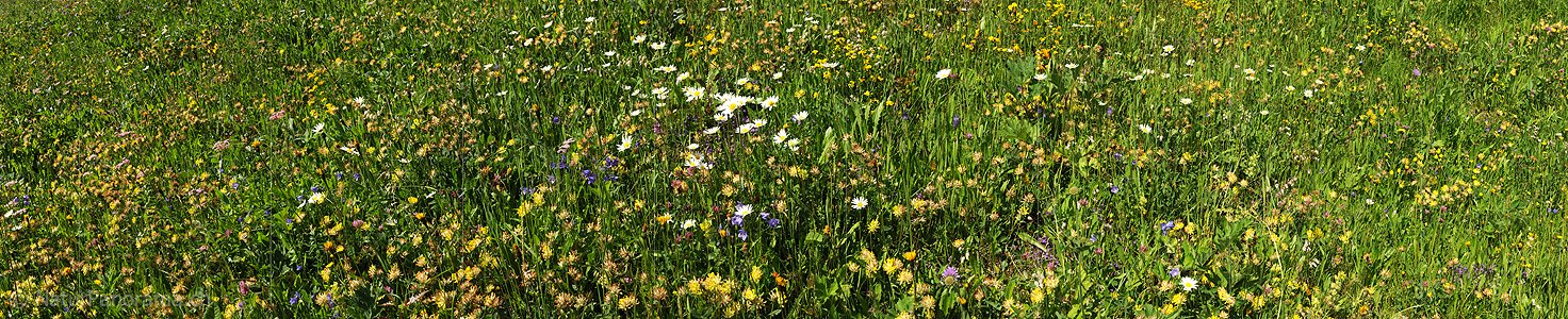 P009932: Panoramabild Blühende Blumenwiese