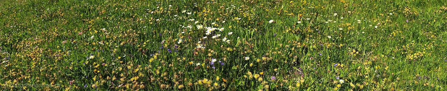 P009933: Panorama Blühende Bergwiese