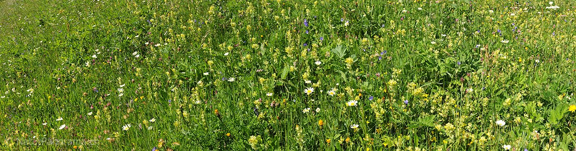 P009934: Panorama Blühende Blumenwiese