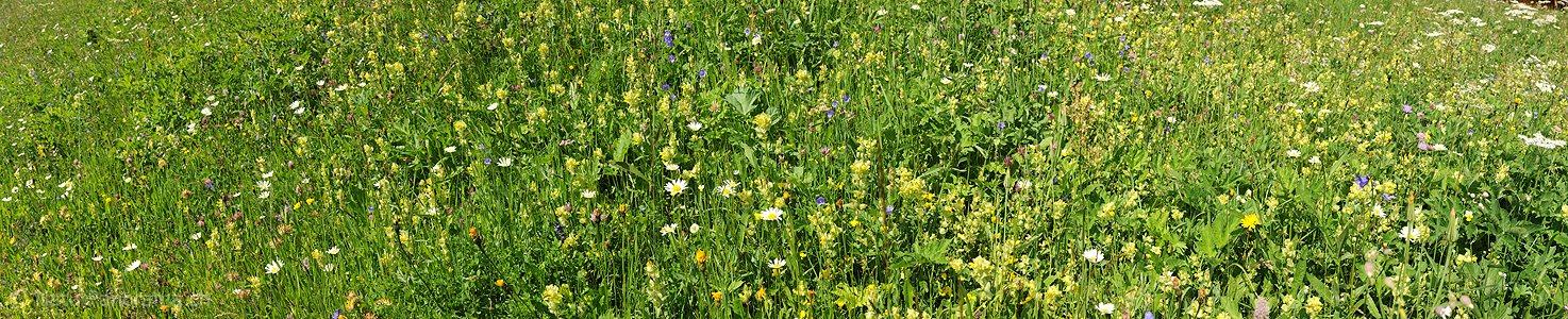 P009935: Panoramafoto Blühende Bergwiese