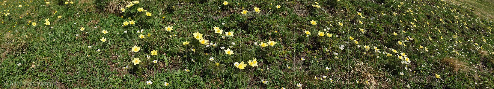 P009989: Panoramafoto Schwefelanemonen im Saflischtal
