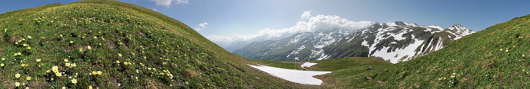P009991a: Panoramafoto Bergfrühling mit Schwefelanemonen im Saflischtal