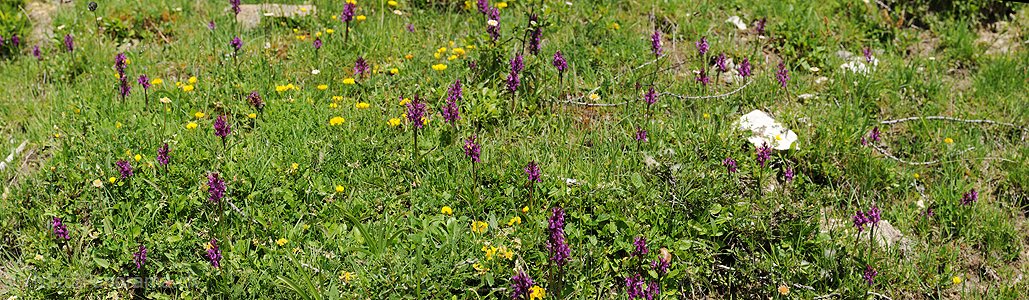 P009992: Panoramafoto Blühendes Knabenkraut (Orchideen) im Saflischtal