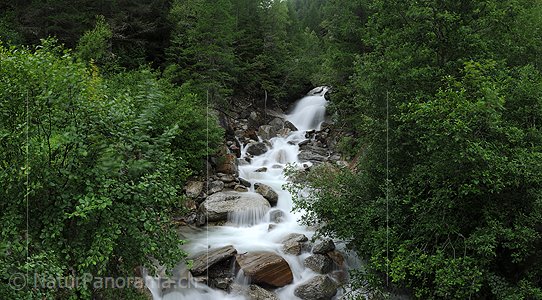 P010042: Grossbild Wasserfall und Bergbach in Wald