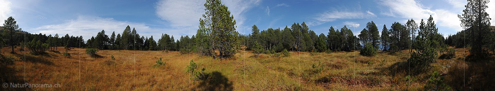 P010745: Panoramabild Hochmoor im lichten Föhrenwald