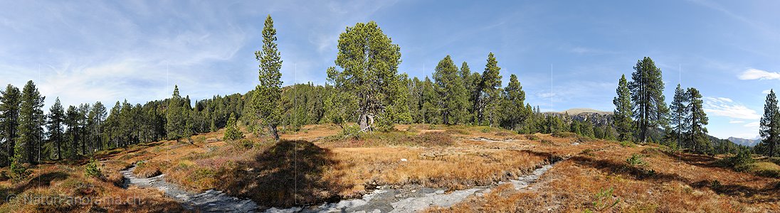 P010790: Panoramafoto Lichter Föhrenwald in den Voralpen
