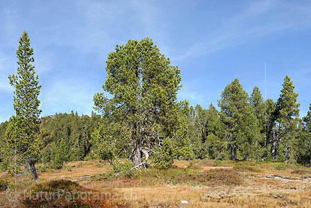 P010793: Large picture pine in natural landscape
