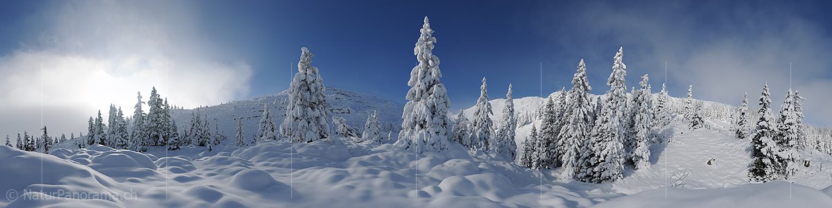 P010998: Panoramafoto Frisch verschneite Winterlandschaft mit Einzelbäumen und Baumgruppen