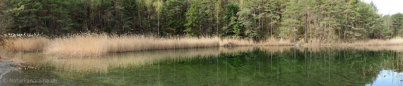 P012314: Panoramabild Spiegelung eines Schilfgürtels in grünem See