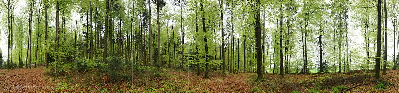 P012402a: 360° panoramic picture spring forest