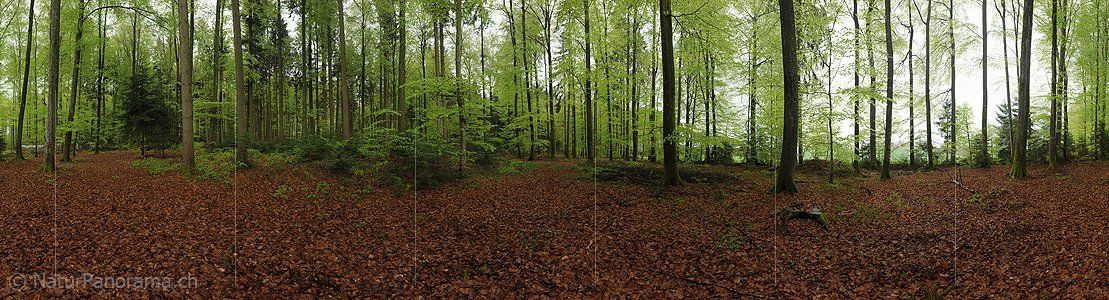 P012405: Gigapixelpanorama Buchenwald