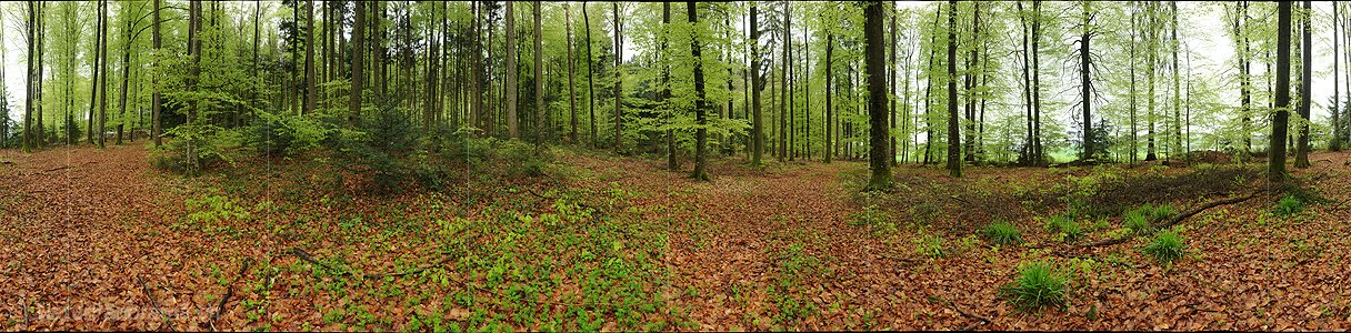 P012407: 360° Panorama Buchenwald im Frühling