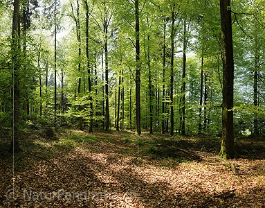 P012414: Grossfoto Buchenwald im Frühling