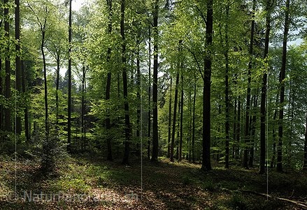 P012420: Hochauflösendes Foto Buchenwald im Frühling