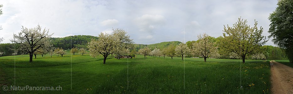 P012471: Panoramafoto Blühende Kirschbäume in grossem Obstgarten